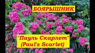 Боярышник Пауль Скарлет (Paul’s Scarlet)