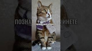 ЧАСТУШКИ ОТ КОТЯМБИКА: ЗНАКОМСТВО В ИНТЕРНЕТЕ #котики #юмор #cat