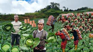 Amazing Cabbage Farming And Harvesting In Mountain Nepali Village || Hardworking Farmers Lifestyle