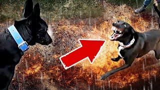 CHIEN AGRESSIF : SON ÉVOLUTION EST SPECTACULAIRE !