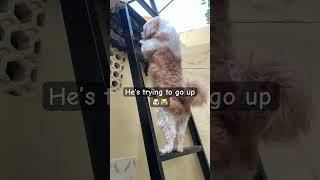 He’s climbing #levi #dog #shihtzu #ytshorts #youtubeshorts