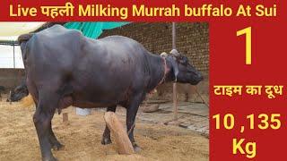 Live पहली Milking Murrah buffalo , at sui , Dst Bhiwani Haryana , 9729406681