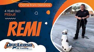 4 yo Pitbull Remi ~ Best Pitbull Trainers ~ Off Leash K9 Training Phoenix