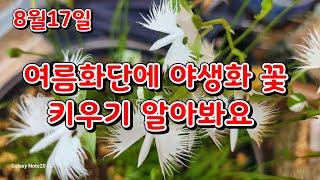 8월17일   # 정원에 #야생화 키우기 알아보기  #쥐똥나무 #아가판서스 # 은방울나무  벌노랭이 등등~