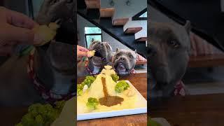 Jurassic Food da Chef Maori Blue - Nossa Rotina #americanbully