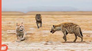 Hyena Attacks Lion Cub and Quickly Regrets It