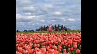 How to make wooden shoes at the Wooden Shoe Tulip Festival