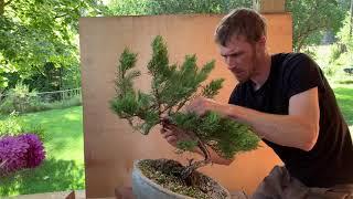 $25 Nursery Stock Juniper Bonsai