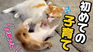新入り子猫に懐かれた元末っ子猫が苦戦しながらの子育てに初挑戦！