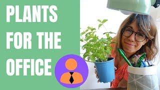 My top 5 office plants !