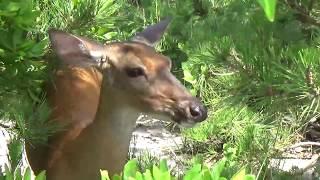 "Domesticated" Deer of Fire Island