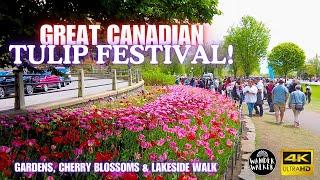 Ottawa Tulip Festival - A Feast for the Eyes | 4K Spring Walking Tour