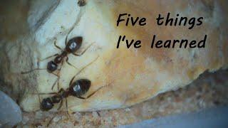 Five things I've learned about Lasius niger (after I started)