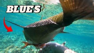 SPEARFISHING PHILIPPINES || BLUE FIN TREVALLY || BANTON ROMBLON!