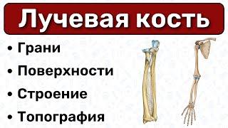 Лучевая кость: строение, латынь / Анатомия