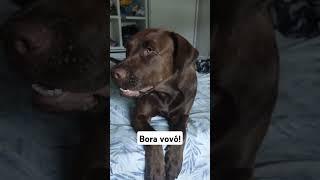 PRESENTE DO DIA DAS CRIANÇAS PARA CACHORRO  #pets #dog #cachorro #labrador #presente #humor