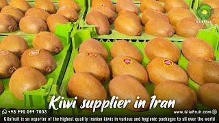 Sorting & packing of Kiwifruit | Iranian Kiwi harvesting and  machine sorting