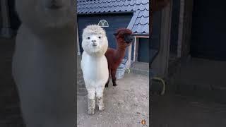 Group of curious Llama's #shorts