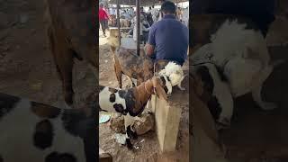 13 MAY 2025 AJMER BAKRA MANDI LIVE UPDATE COVER WITH PRICE RAJASTHAN BIGGEST MANDI