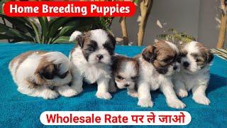 Best Quality Shihtzu Puppies | 4 Colour Option Available | Best pet shop in Delhi | Shih Tzu dog