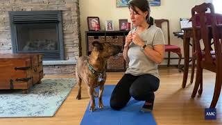 Strengthening Exercises for Dogs