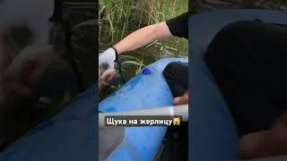 Щука на жерлицу#fishing #щука