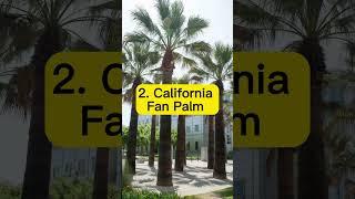 Palm Tree Parade: The LA Edition | The Ultimate Palm Tree Guide - Palms of LA