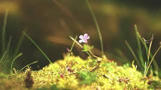 Plants and White Cloud