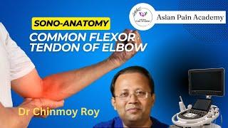 Common Flexor Tendon of Elbow