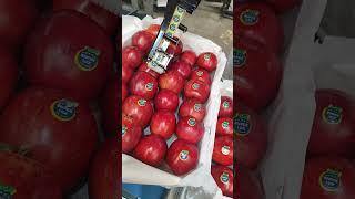 سیب صادراتی ایران  #هند#پاکستان#دبی#سیب#عراق#روسیهIran's export apples  #India#Pakistan#Dubai#