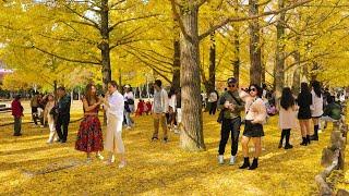 Autumn Leaves Namiseom Island is Crowded with People, Near by SEOUL, Seoul Travel Walker.