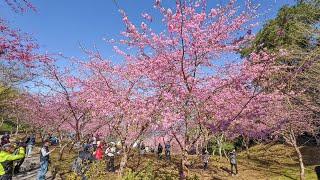 開滿整片河津櫻的櫻花山坡公園，免費入園的高雄賞櫻景點！！