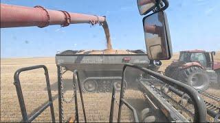 It's Really SWEET!!! (Video 6 of Harvest 2024)