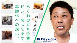 【最新映像】年を経るきょうだい達との付き合い方・ちくわの立ち位置etc...　※動画の最後に坂上どうぶつ王国2時間SP“子猫5匹の命を守りたい坂上夫婦が大奮闘”の予告もあります！