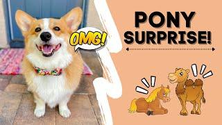 Corgi ADOPTS a Pony and Camel!