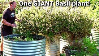 MASSIVE All Year Round BASIL Plant That Lives For YEARS!