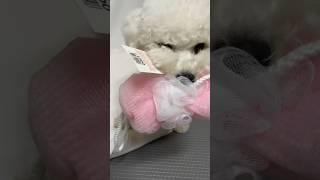 헤이집사️백써리원.zip️ #shorts #강아지 #dog #bichonfrise
