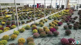 Florentin Fleurs & Plants | Horticulteur - producteur entre Valence et Grenoble en Isère