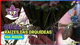 Raizes das orquídeas na água