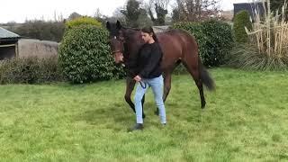 Horsesales.ie - Goffs uk lot 223