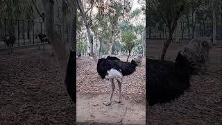 Ostrich Encounter at Safari Park | World’s Largest Bird Up Close!  #smartfarming #animals