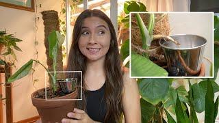 Monstera Aerial Roots In Water