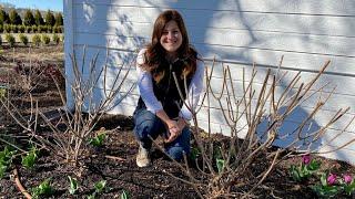 Pruning & Fertilizing My Hydrangeas! ️// Garden Answer