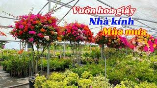 Vườn hoa giấy làm khung khủng nhất SaĐec rực rỡ mùa mưa..#hoa giấy