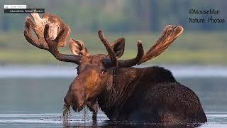 ALL ABOUT MOOSE ANTLERS, How Do They Get So Big? | MooseMan Nature Photos Video