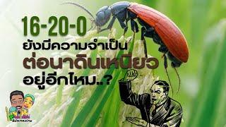 ปุ๋ย16-20-0ยังจำเป็นต่อนาดินเหนียวอยู่อีกไหมมาฟังบทวิเคราะห์จากเราที่บอกหมด