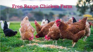 How To Raise & Earn From Thousands Of Free Range Chicken