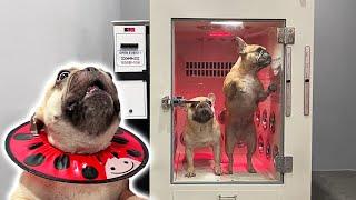 Taking My French Bulldogs To A 24 Hour Grooming Cafe Tantrum To Clean Doggo