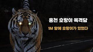 우리는 호랑이를 보았다 |  2006년 1월 강원도 홍천군 호랑이 목격담