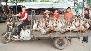 Use 3-Wheeled Vehicle Harvesting Many Ducks Goes To The Market Sell - Buy Ducklings To Raise